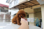 Toy Poodle (Super Red) - Poodle Dog