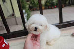 Super White Toy Poodle Puppies - Poodle Dog