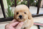 Apricot Toy Poodle - Poodle Dog