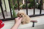 Apricot Toy Poodle - Poodle Dog