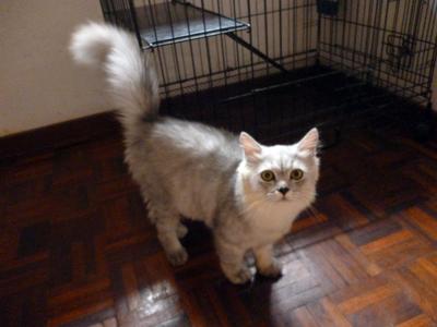 Chiroi - Domestic Long Hair + Persian Cat