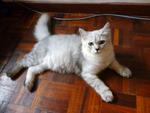 Chiroi - Domestic Long Hair + Persian Cat