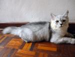 Chiroi - Domestic Long Hair + Persian Cat