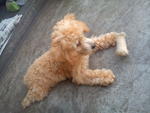 Toy Poodle - Poodle Dog