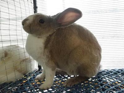 Mini Rex Senior - Mini Rex Rabbit