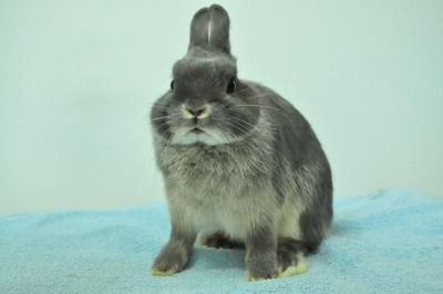 Netherland Dwarf - Blue Otter 5 - Netherland Dwarf Rabbit