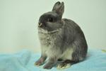 Netherland Dwarf - Blue Otter 5 - Netherland Dwarf Rabbit