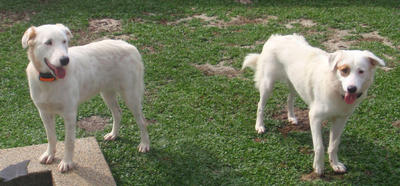 Raffi And Biscuit - Labrador Retriever Mix Dog