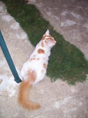 Handsome - Domestic Long Hair Cat