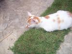 Handsome - Domestic Long Hair Cat