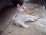 Handsome - Domestic Long Hair Cat