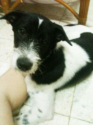 Milk Milk - Mixed Breed Dog