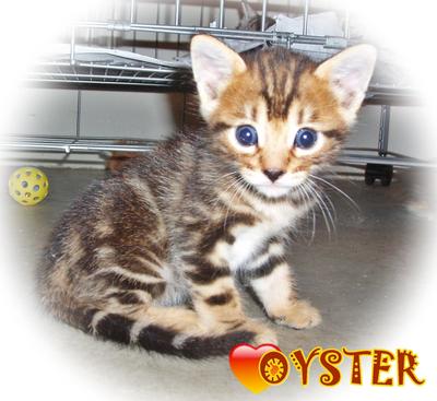 Oyster ( From Seafood Family) - Bengal Cat