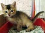 Using the litter box. Pic taken on 23 Feb 2012