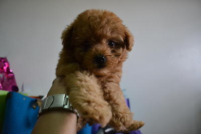 Toy Poodle - Poodle Dog