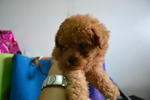 Toy Poodle - Poodle Dog