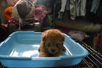 Toy Poodle - Poodle Dog