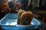 Toy Poodle - Poodle Dog