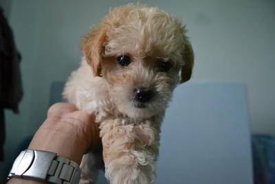 Toy Poodle 2 - Poodle Dog