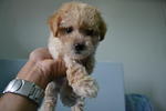 Toy Poodle 2 - Poodle Dog