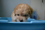 Toy Poodle 2 - Poodle Dog