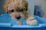 Toy Poodle 2 - Poodle Dog