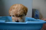 Toy Poodle 2 - Poodle Dog