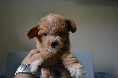 Toy Poodle 1 - Poodle Dog