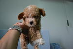 Toy Poodle 1 - Poodle Dog