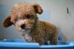 Toy Poodle 1 - Poodle Dog