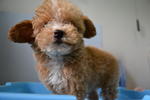 Toy Poodle 1 - Poodle Dog