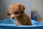 Toy Poodle 1 - Poodle Dog