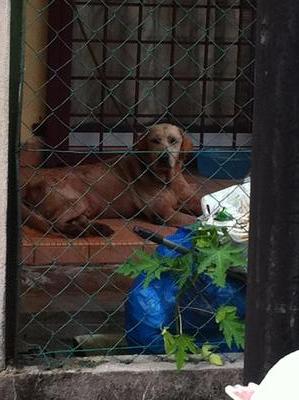 Lucky - Labrador Retriever Dog