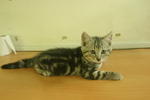 Kitten 2: Male (Sold)