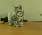Kitten 2: Female (Sold)