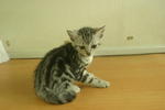 Kitten 4: Female