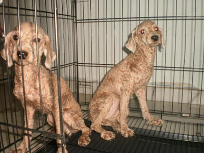 2 Year Old Toy Poodle For Sales - Poodle Dog