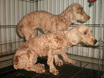 2 Year Old Toy Poodle For Sales - Poodle Dog