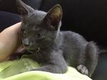 Greyson - Domestic Short Hair Cat