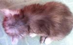 Sold To Mr Kamarul From Kl - Persian Cat