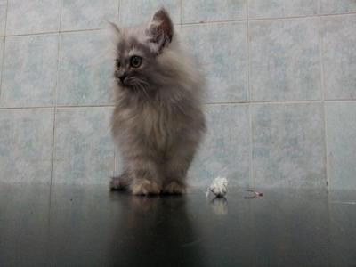 Sold To Mr Kamarul From Kl - Persian Cat