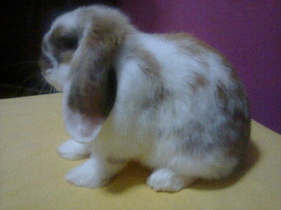 Emily - Holland Lop Rabbit