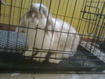 Emily - Holland Lop Rabbit