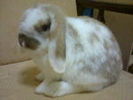 Emily - Holland Lop Rabbit