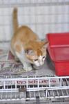 Polo - Domestic Short Hair Cat