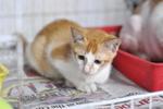Polo - Domestic Short Hair Cat