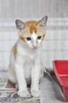 Polo - Domestic Short Hair Cat