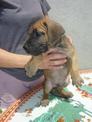 Great Danes Puppies  - Great Dane Dog