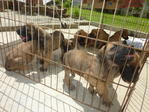 Great Danes Puppies  - Great Dane Dog