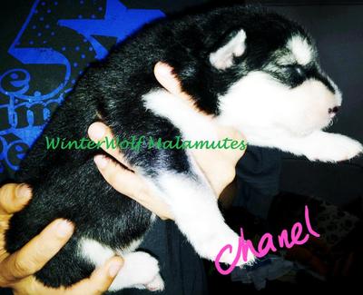 Winterwolf Chanel - Alaskan Malamute Dog